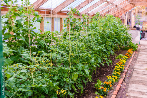 Tomato plants growing in a greenhouse with marigolds to keep pests away.