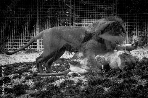 Leoni