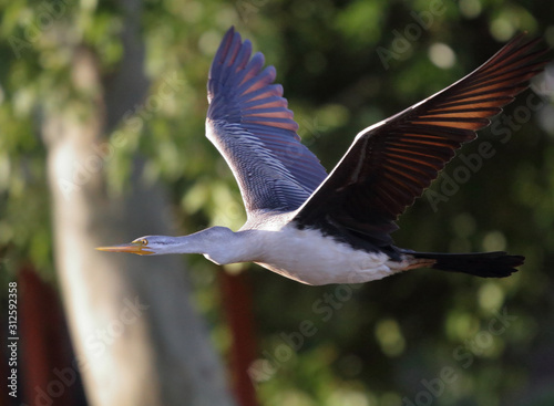 Flying Female Australasian Darter photo