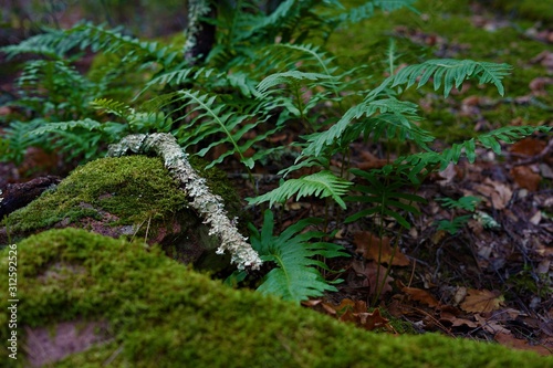 fern in forest,moss,woods 