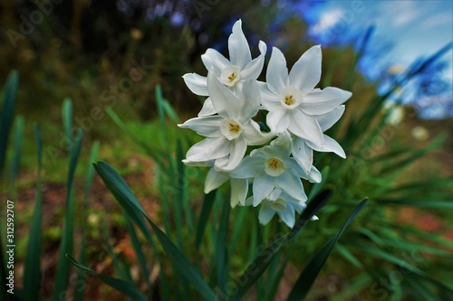 plants of narcissus in nature
