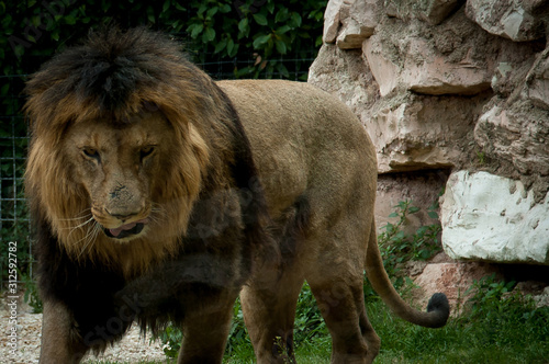 Leone