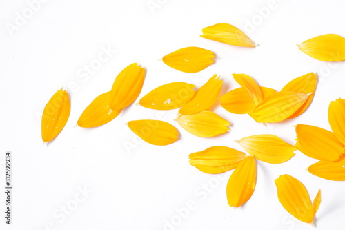 Orange cosmos flowers on a bright white isolated background