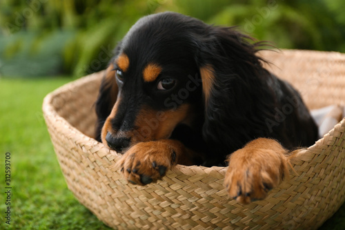 Cute dog relaxing in wicker basket outdoors, closeup. Friendly pet