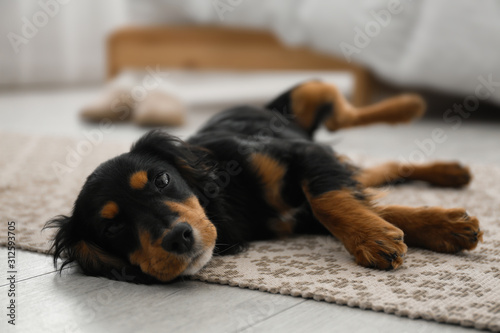 Cute dog relaxing on rug at home. Friendly pet