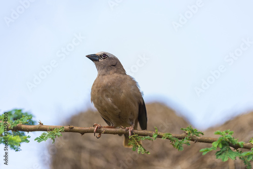 Grey-capped social weaver (Pseudonigrita arnaudi) perched on tree branch with nests behind, Amboseli, Kenya photo