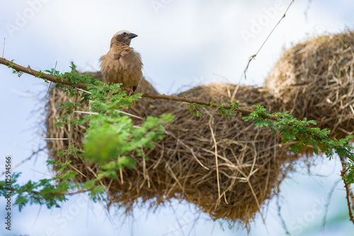 Grey-capped social weaver (Pseudonigrita arnaudi) perched on tree branch with nests behind, Amboseli, Kenya photo
