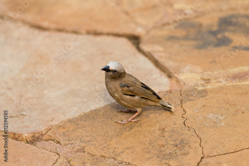 Grey-capped social weaver (Pseudonigrita arnaudi) standing on the ground, Amboseli, Kenya photo