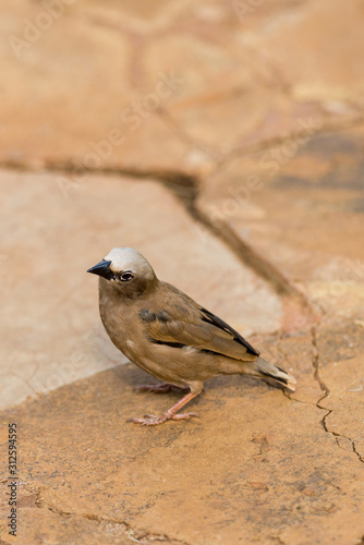Grey-capped social weaver (Pseudonigrita arnaudi) standing on the ground, Amboseli, Kenya photo