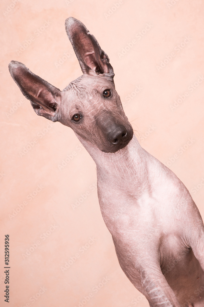 Φωτογραφία Xolo dog breed (Xoloitzcuintle, Mexican hairless) on a beige background, portrai