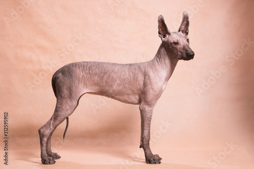 Xolo dog breed (Xoloitzcuintle, Mexican hairless) stands on a beige background