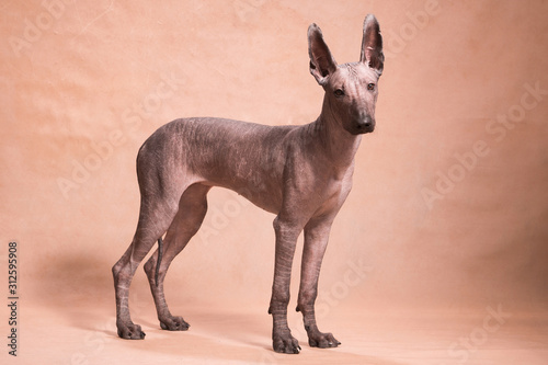 Xolo dog breed (Xoloitzcuintle, Mexican hairless) stands on a beige background