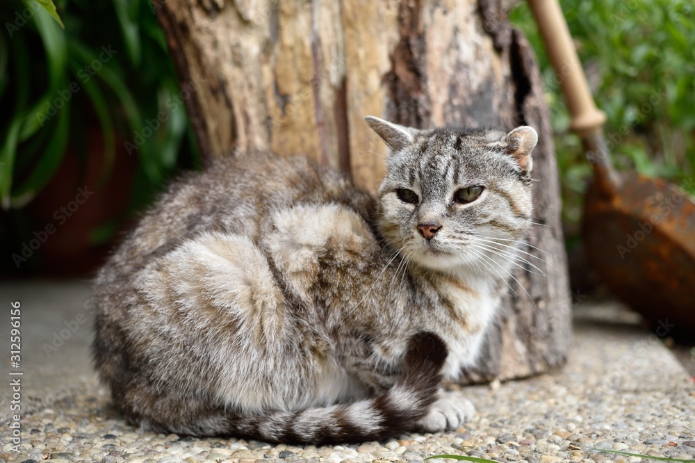 cozy break for a cat