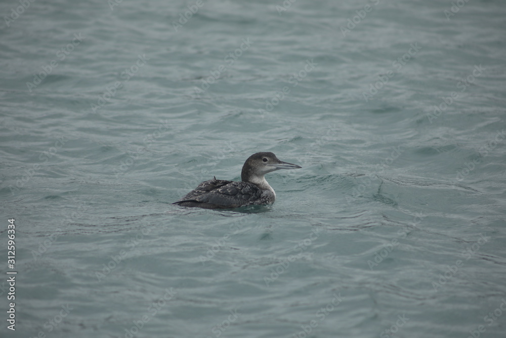 Marine Bird Swimming in Harbor