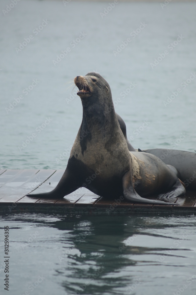 Fototapeta premium Sea Lion Barking