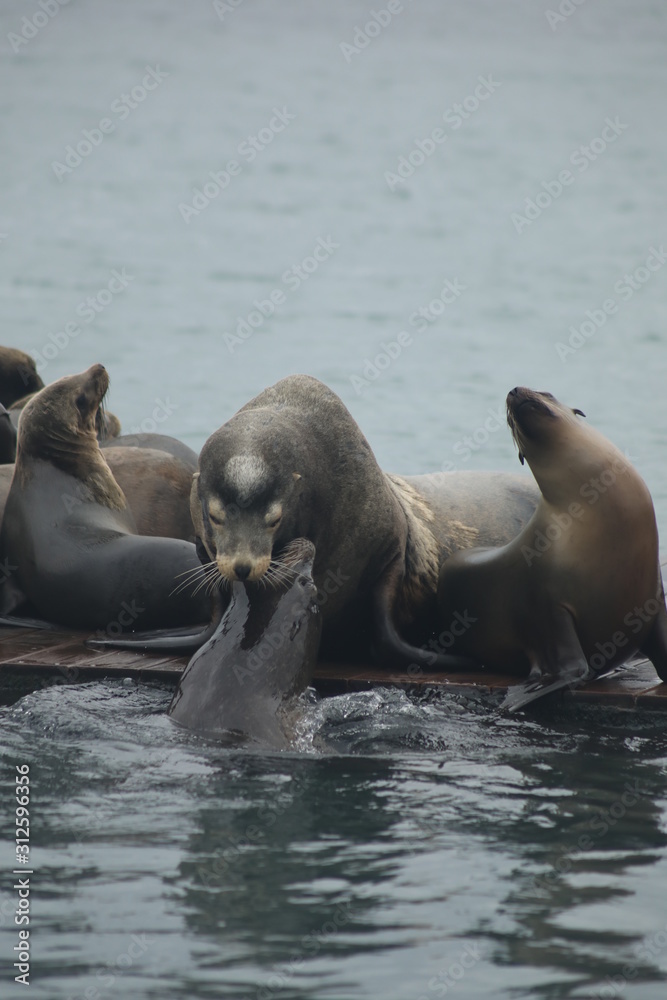 Fototapeta premium Sea Lion and Baby