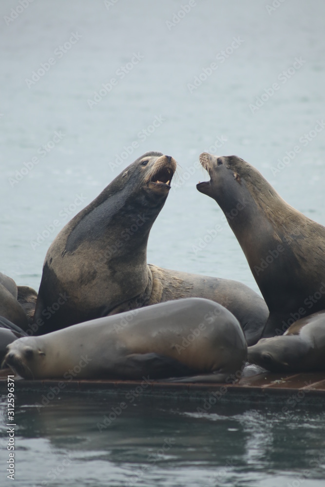 Fototapeta premium Sea Lions Barking