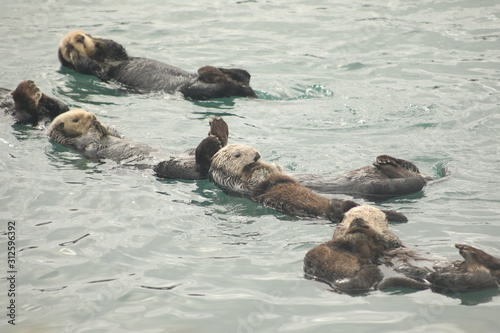 Sea Otters Swimming