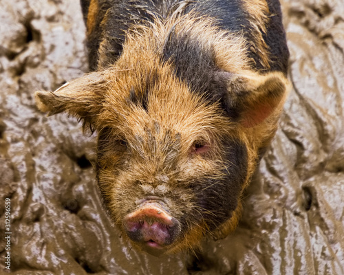 Portrait Mini Schwein