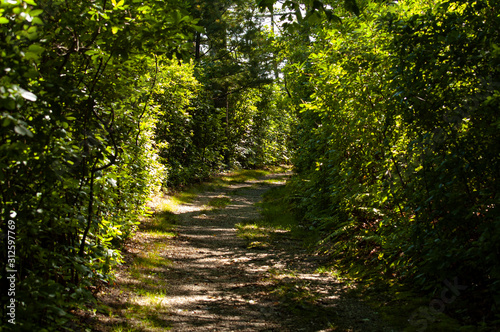 Sunny Pathway