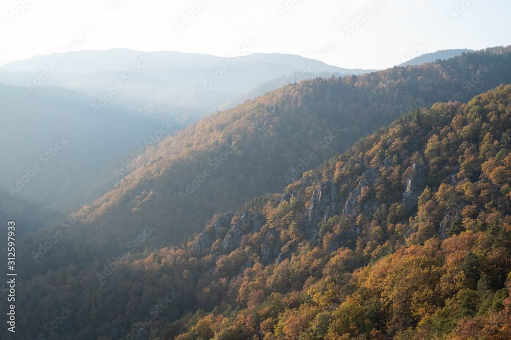 Fototapeta premium Wald mit Bäumen