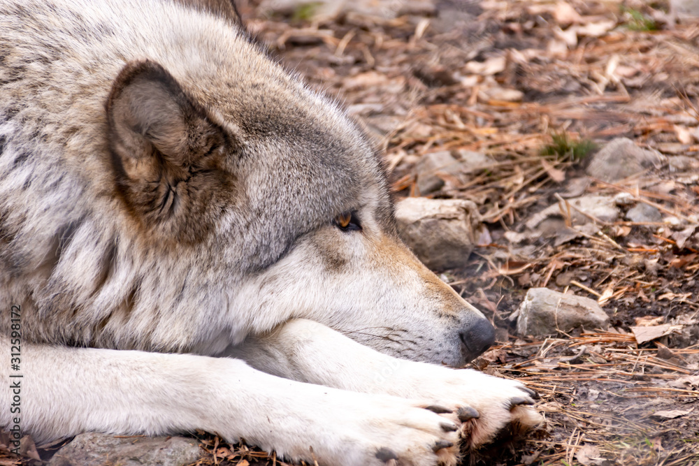 Fototapeta premium Wolf
