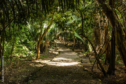 Fototapeta Naklejka Na Ścianę i Meble -  Lamanai archaeological reserve mayan ruins in rainforest Belize