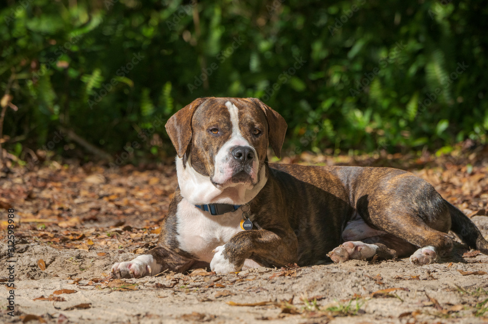 Bull dog mix lying in sand and leaves
