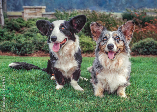 Pair of Corgi dogs sitting on lawn