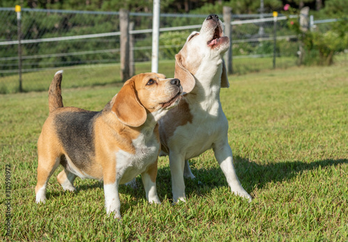 Photography Pair of barking Beagle dogs on lawn grass
