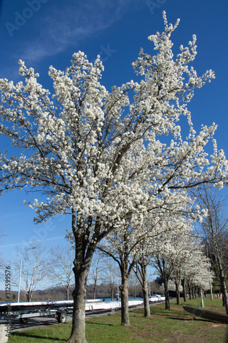 tree in  white bloom © Lynn Freeny
