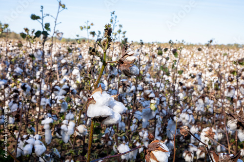 Cotton Field Rural South Carolina