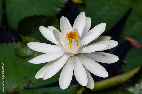 Water lily