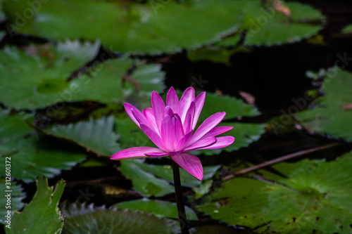 Water lily