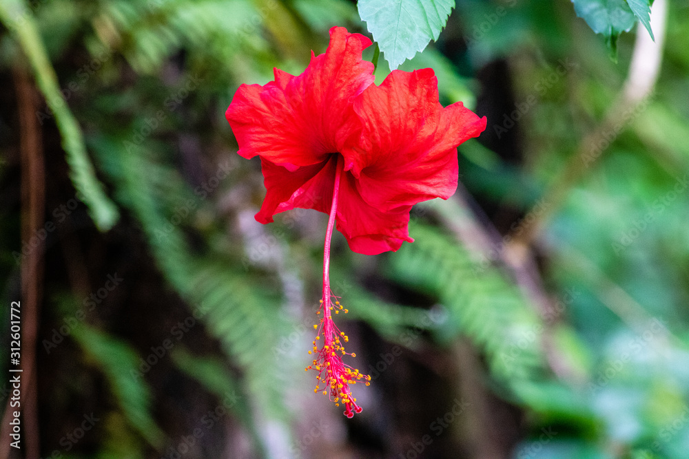 Obraz premium Red hibiscus