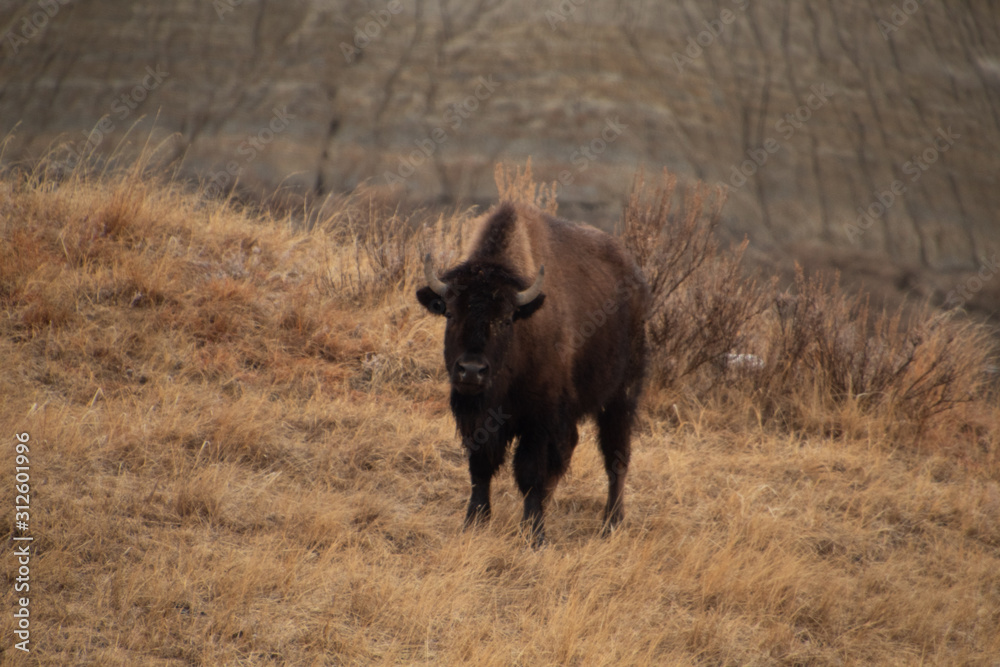 Buffalo Buffalo