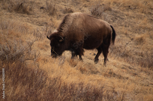 Canvastavla Buffalo
