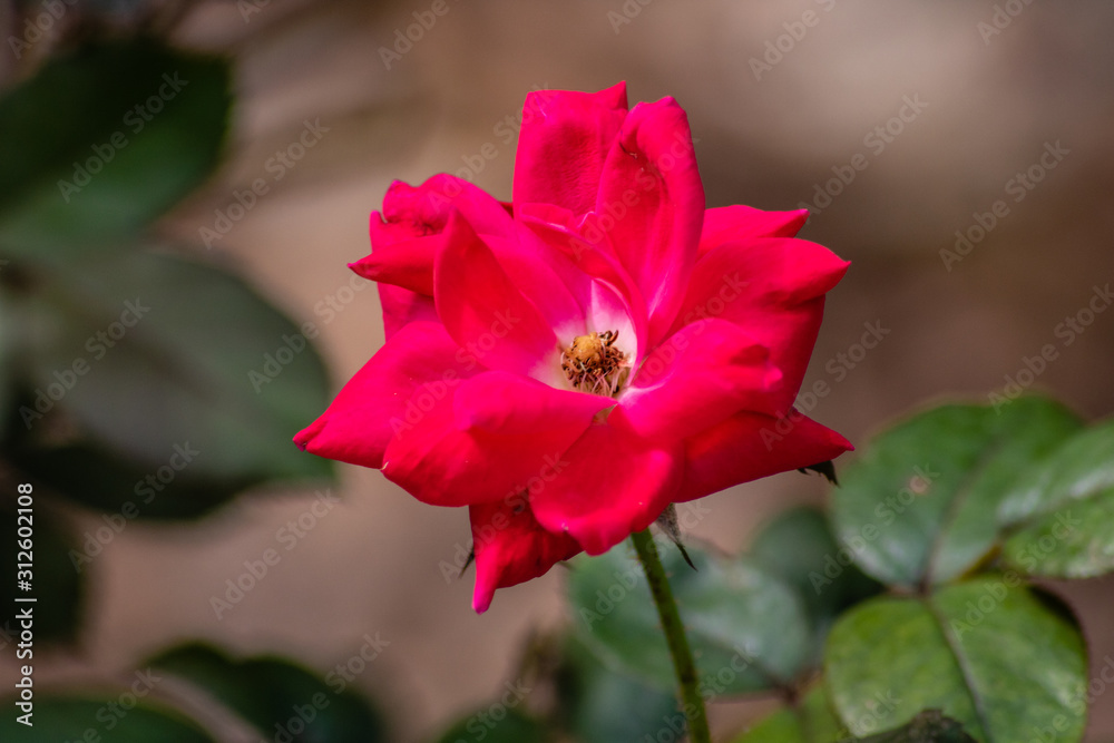 Obraz premium Red rose