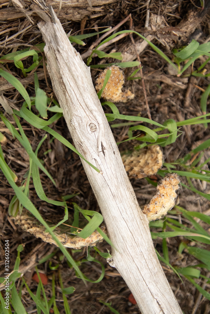 Obraz premium branch