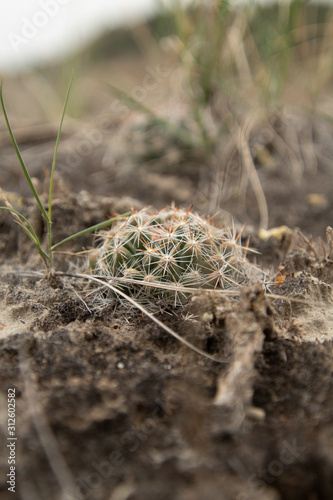 cactus photo