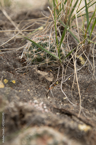 cactus photo