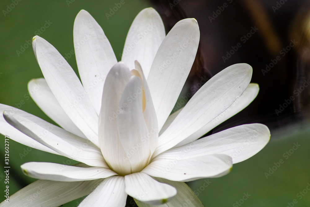 Water lily Water lily