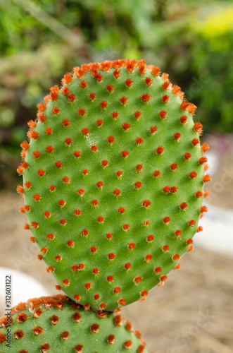 The Top Branch Of A Opuntia Microdasys (Bunny Ears Catus) Plant photo
