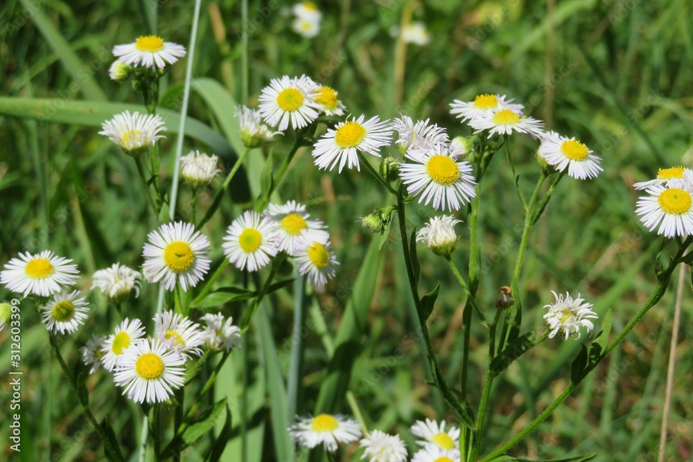 White erigeron flowers in the meadow on natural green background, closeup White erigeron flowers in the meadow on natural green background, closeup