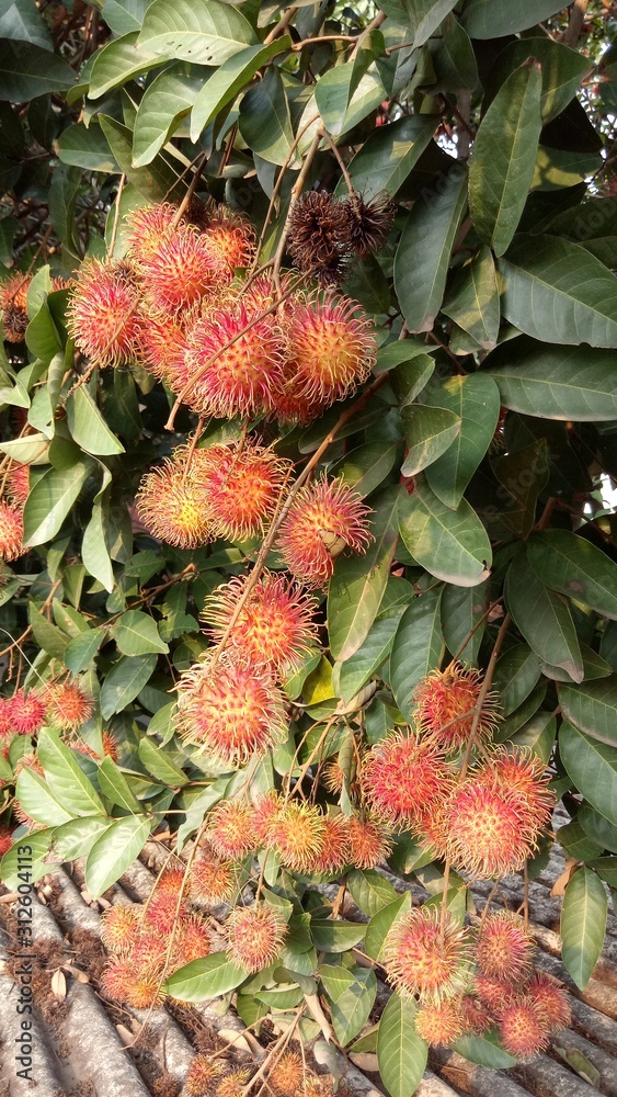 Obraz premium Rambutans fruits on a tree ready to be harvested