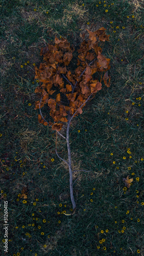 hojas de otoño 2