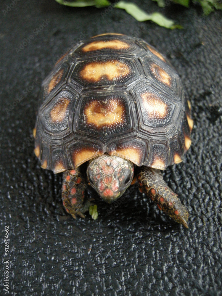 Fototapeta premium A small cherry head tortoise was 