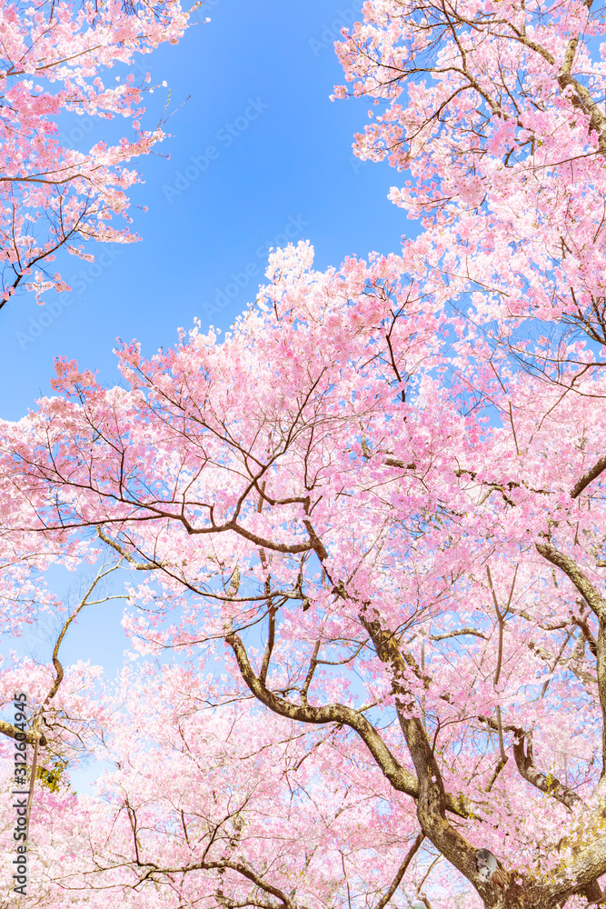 Fototapeta premium Sakura, Plant, travel