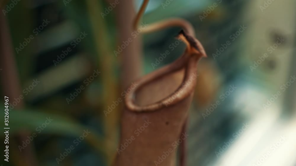 nepenthes carnivorous plant Pitch close up defocus
