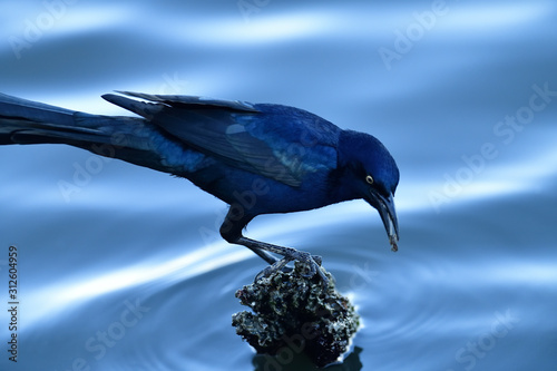 Great-tailed grackle photo